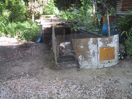 Belize Chicken